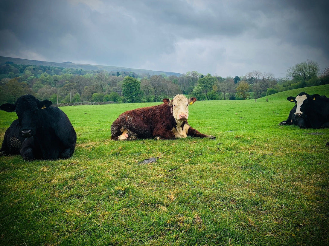 Do You Know Your Beef?
