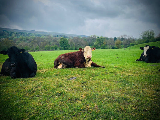 Do You Know Your Beef?